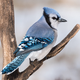 Image for article titled Scientists Report Blue Jays Mate For Life But That’s Like, What, 7 Years, So Who Gives A Shit
